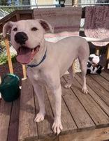 Blueberry **Courtesy Post. Out of town pet. See below for details**