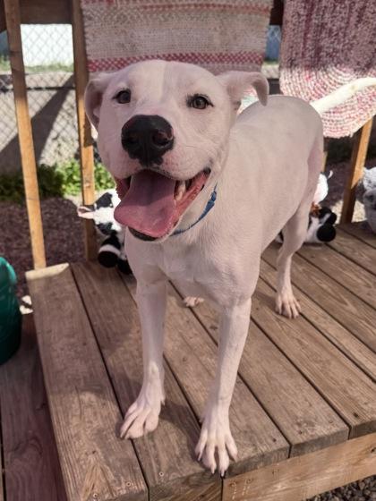 Blueberry **Courtesy Post. Out of town pet. See below for details**