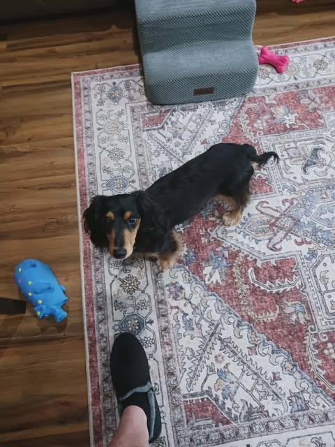 Enlarge Fern, a Adopted Dachshund in Gulfport, MS image 1/3