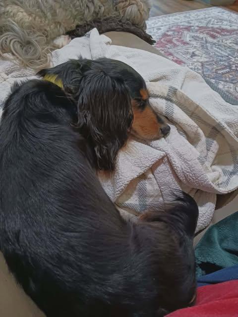 Enlarge Fern, a Adopted Dachshund in Gulfport, MS image 3/3