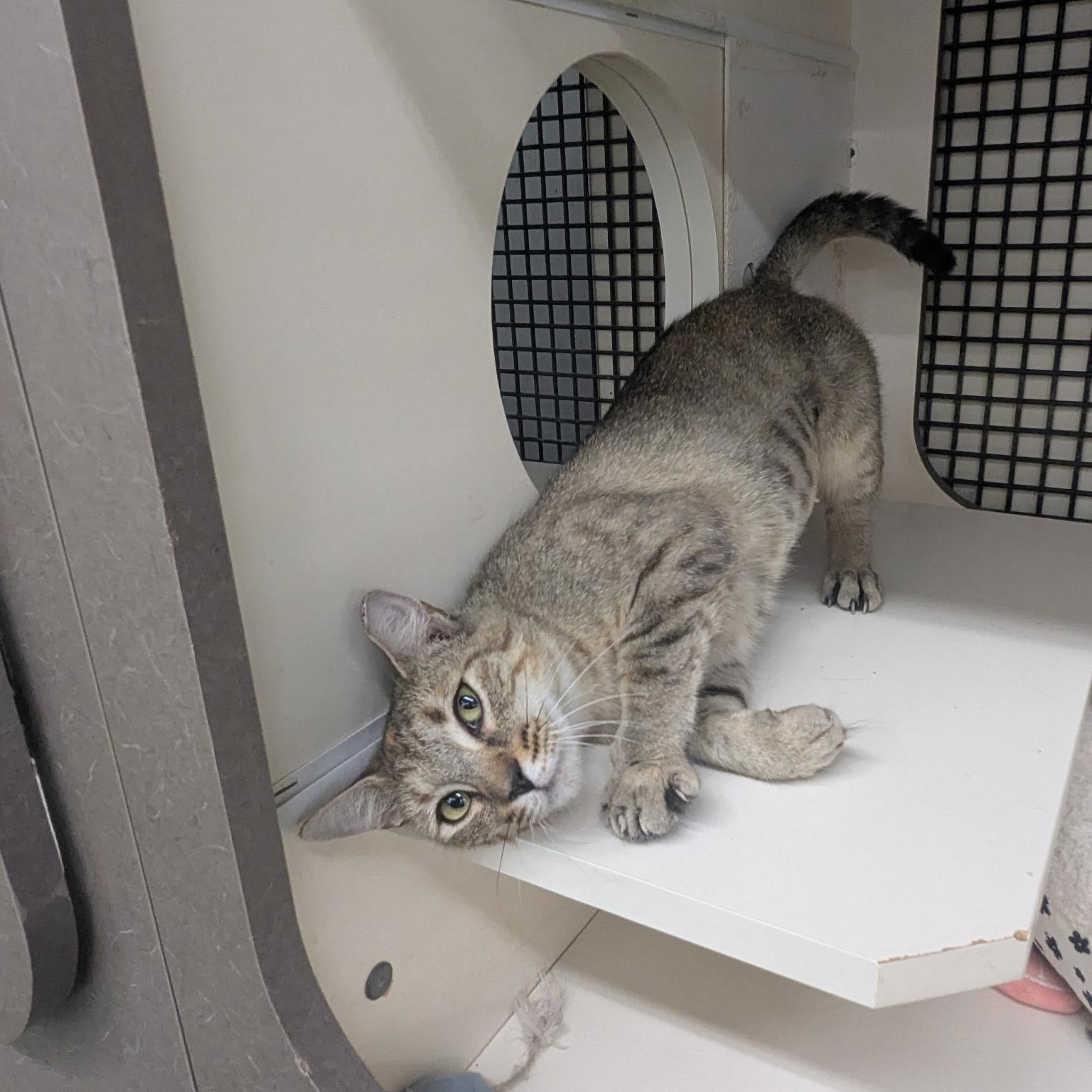 Enlarge Summer, a ADOPTABLE Domestic Short Hair in Easley, SC image 4/5