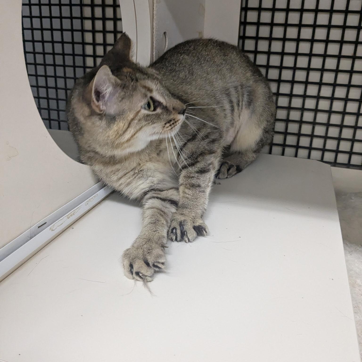 Enlarge Summer, a ADOPTABLE Domestic Short Hair in Easley, SC image 3/5