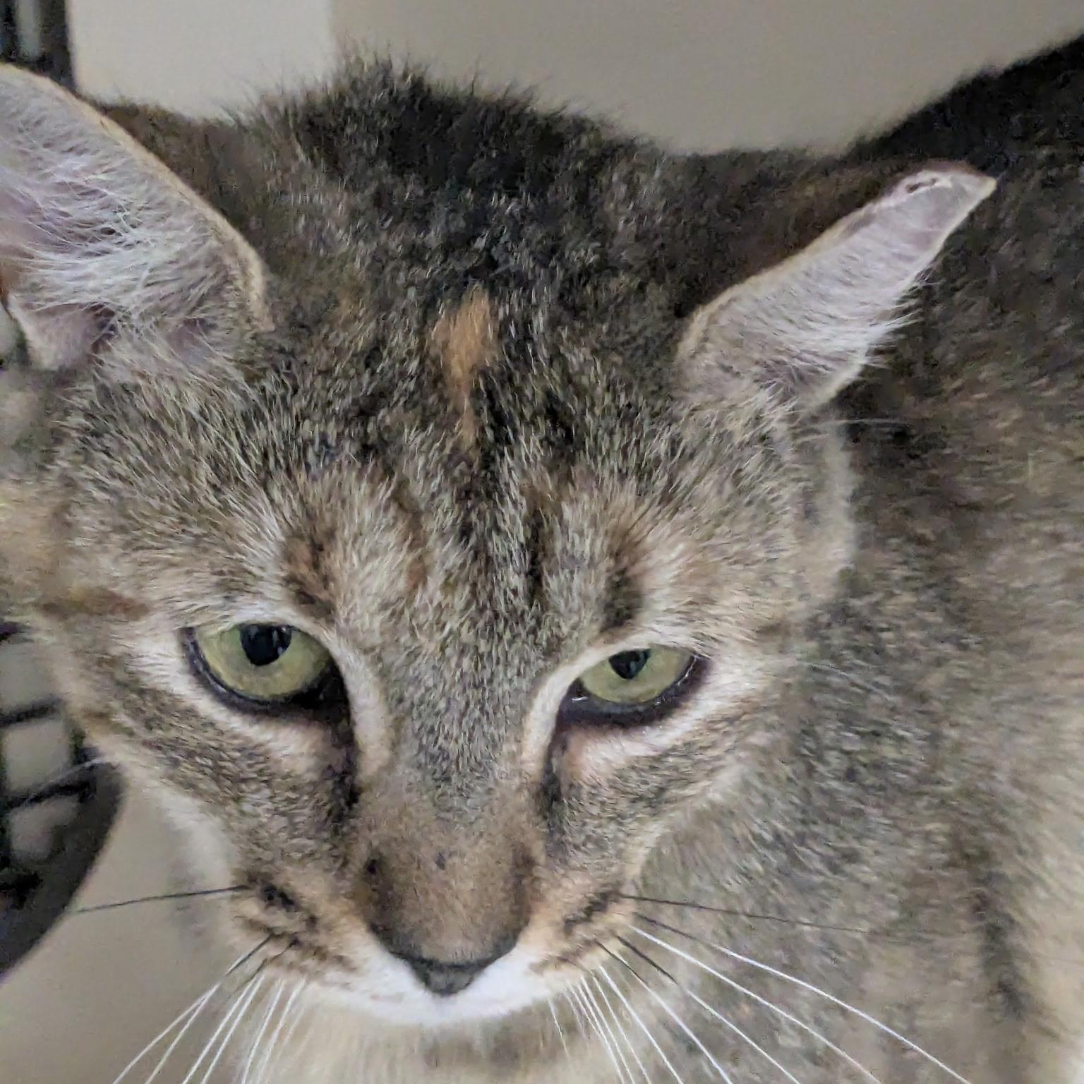 Enlarge Summer, a ADOPTABLE Domestic Short Hair in Easley, SC image 5/5