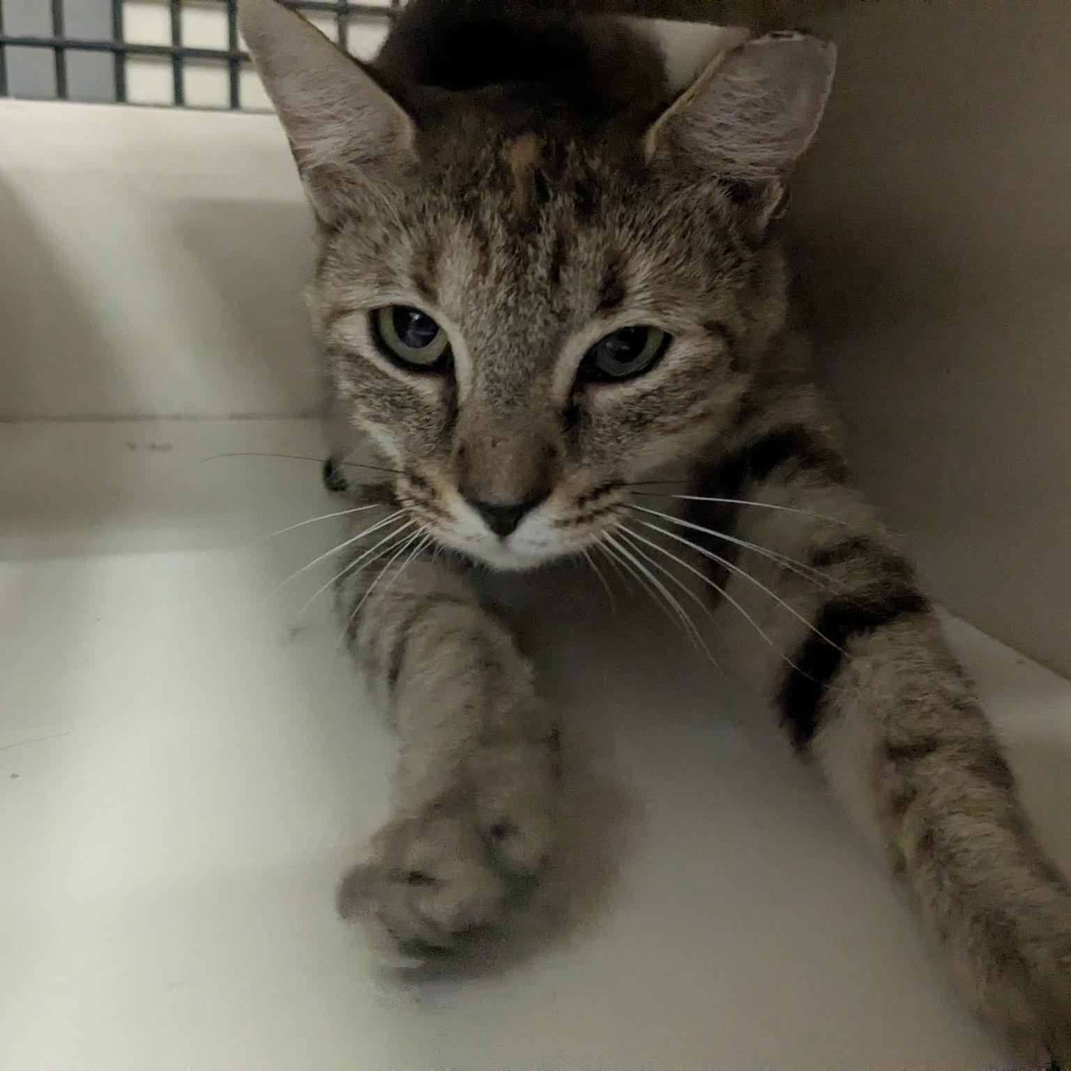 Summer, ADOPTABLE, Young Female Domestic Short Hair.