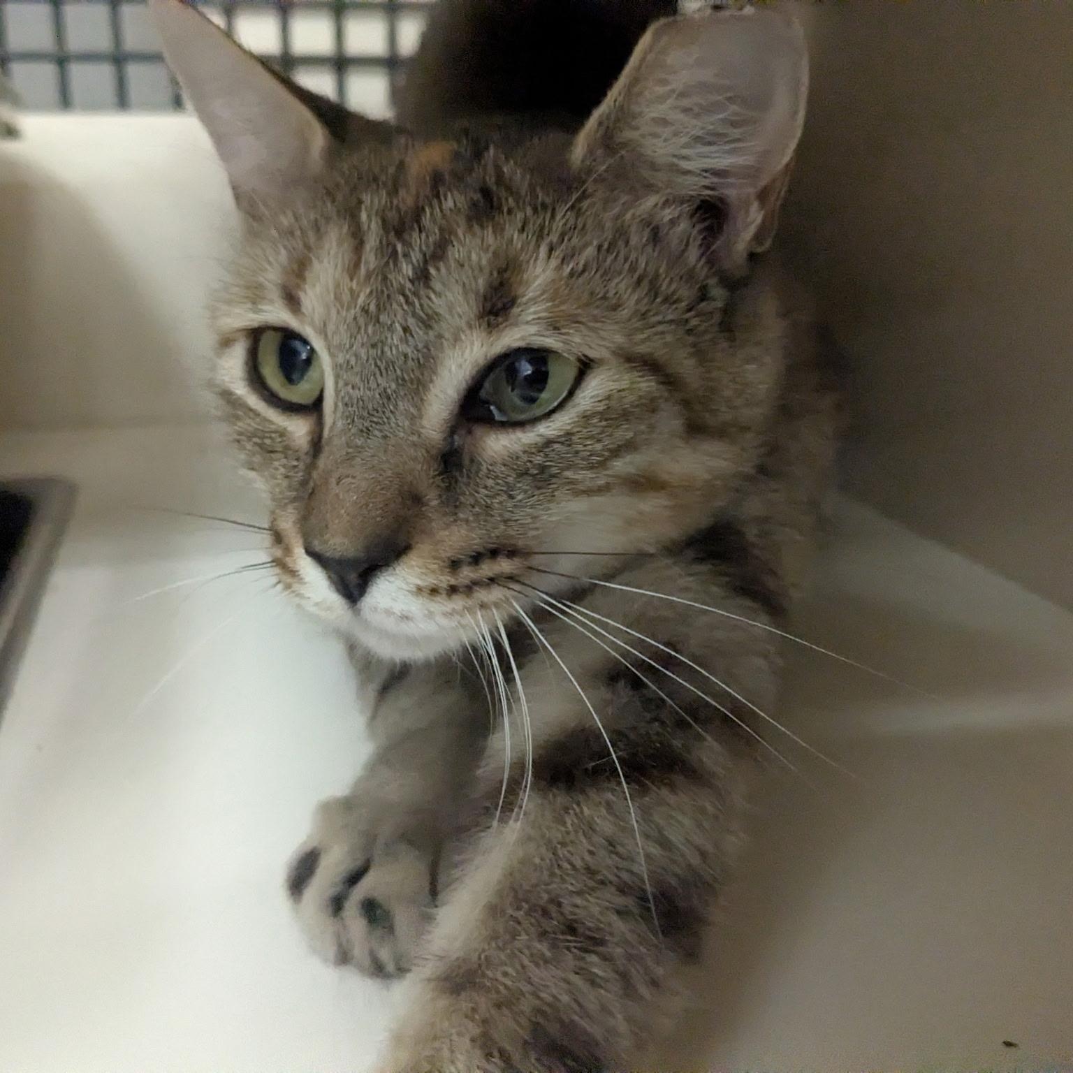 Enlarge Summer, a ADOPTABLE Domestic Short Hair in Easley, SC image 2/5
