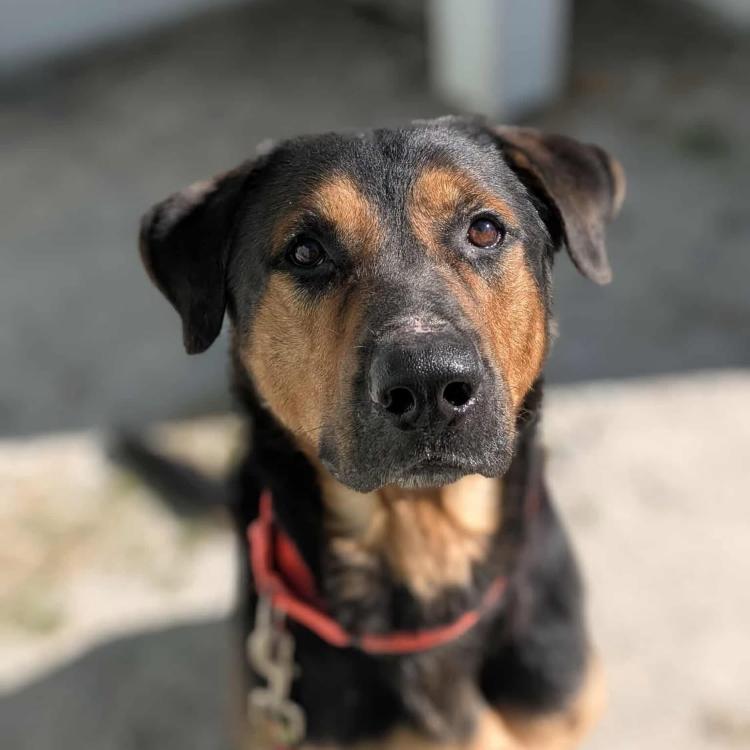 Rex, Adoptable, Adult Male Rottweiler.