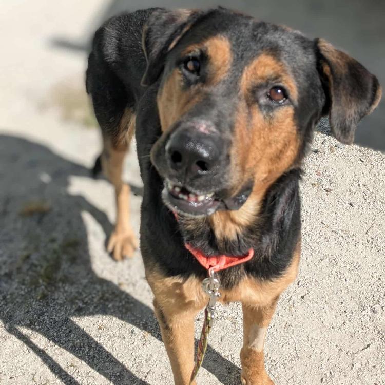 Rex, a Adoptable mixed breed in West Plains, MO image 2/2