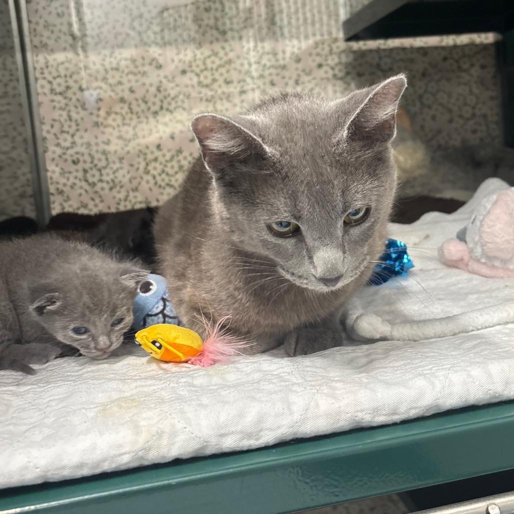 Stella, Adoptable, Young Female Domestic Short Hair & Russian Blue.