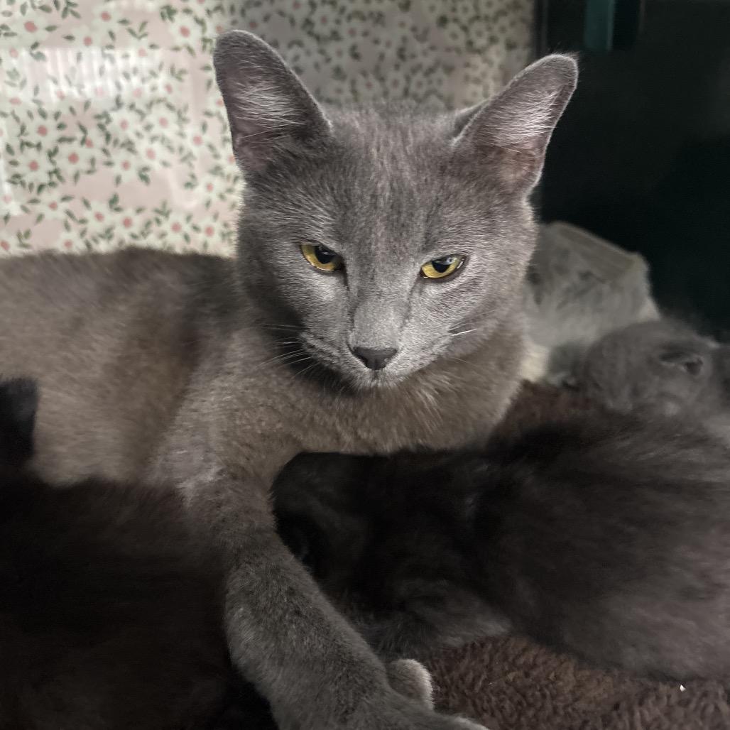 Stella, a Adoptable mixed breed in Springtown, TX image 2/4