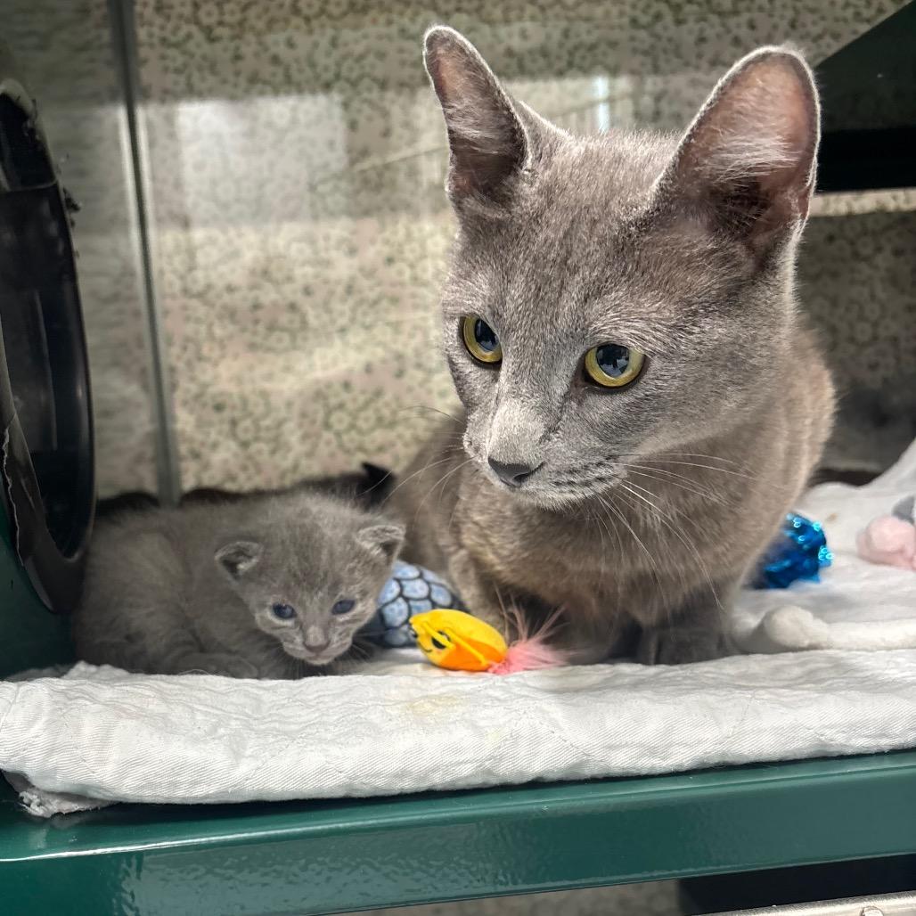 Stella, a Adoptable mixed breed in Springtown, TX image 3/4