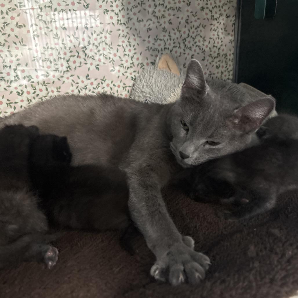 Stella, a Adoptable mixed breed in Springtown, TX image 4/4