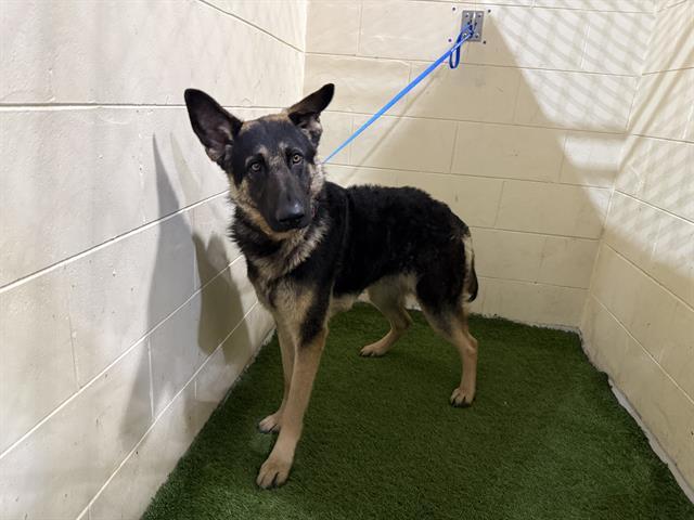 A1259162, Adoptable, Young Male German Shepherd Dog.