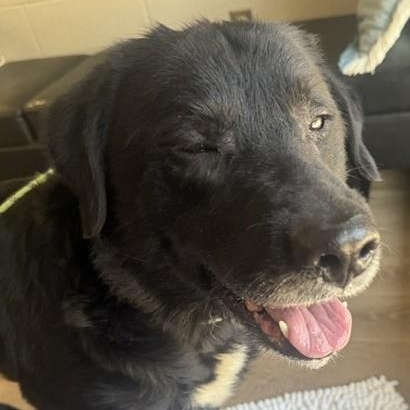 Jet, Adopted, Senior Male Black Labrador Retriever.