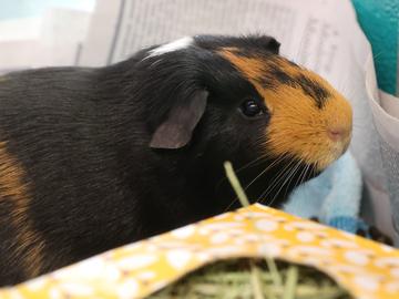 Enlarge Peanut, a Adoptable Guinea Pig in Virginia Beach, VA image 1/1