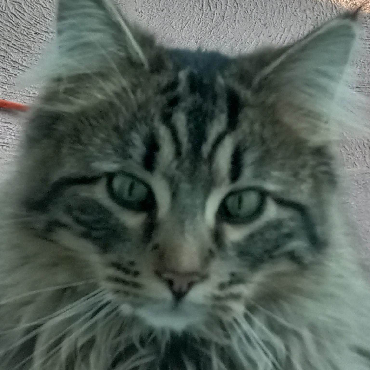 Oliver 0325 F photo