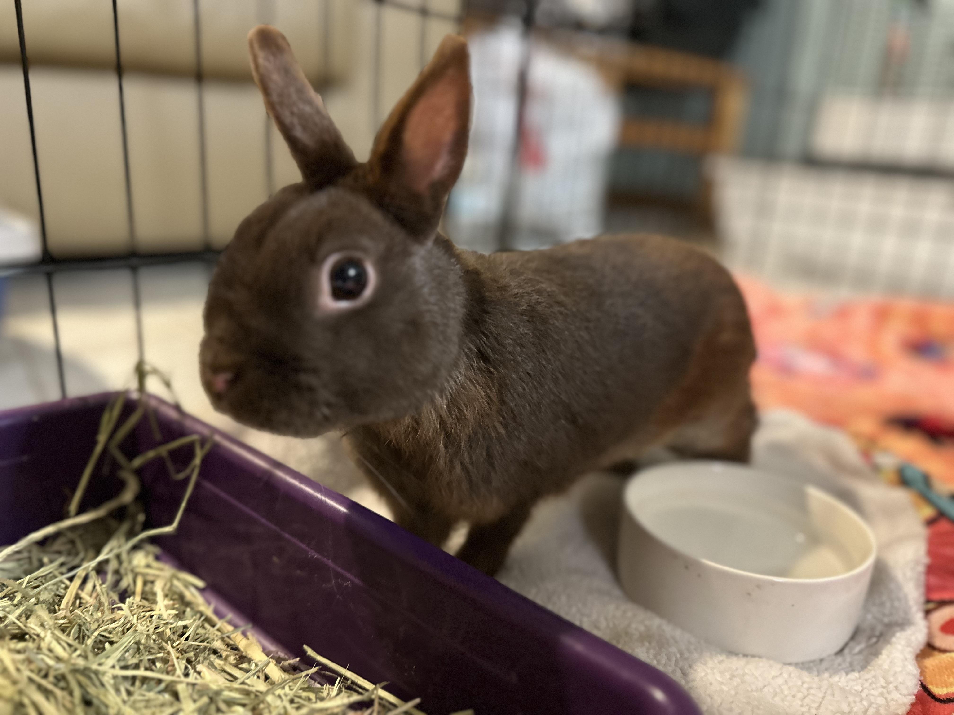 Zurek, a ADOPTABLE Polish in Andover, CT image 1/5