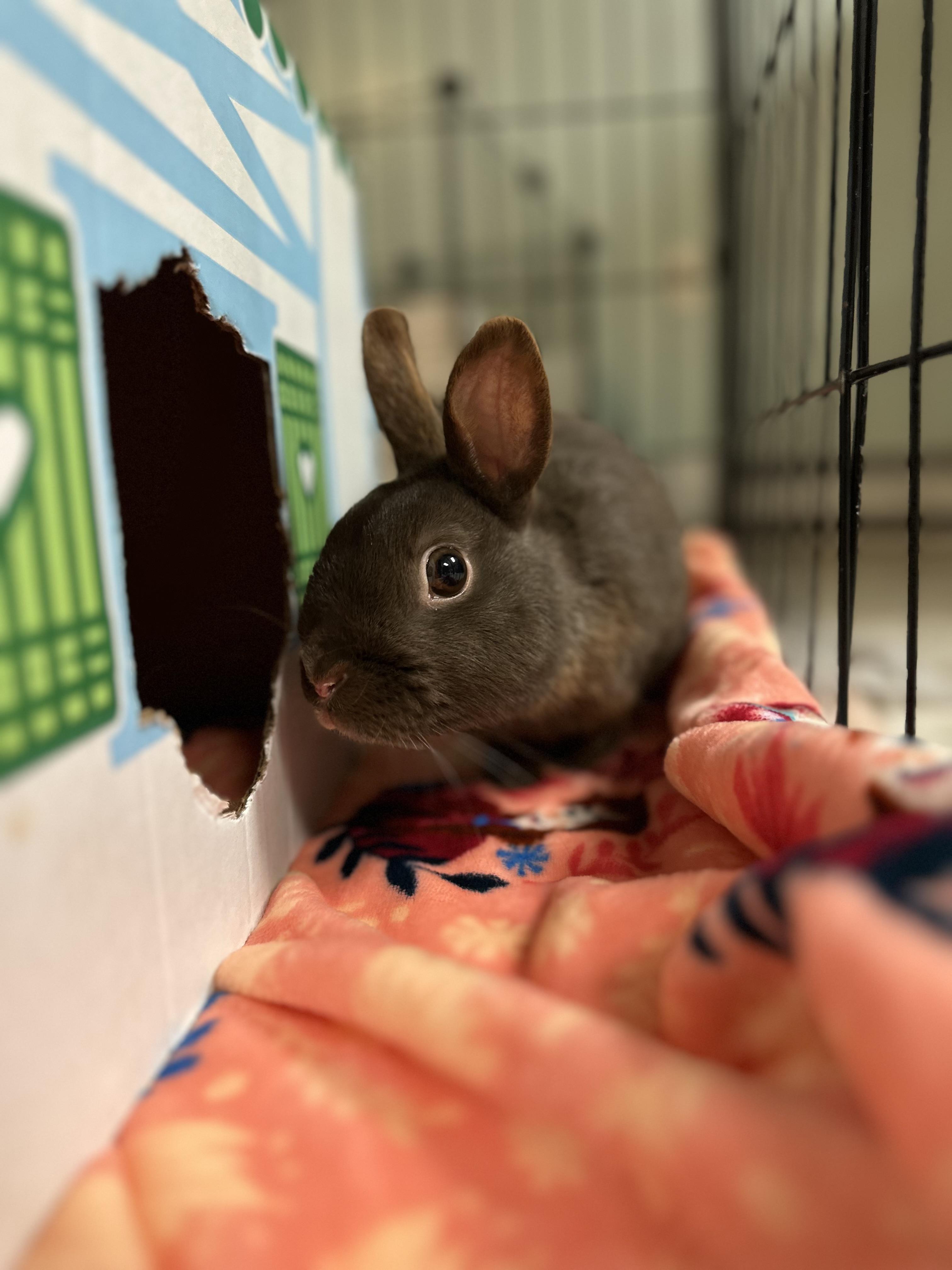 Zurek, a ADOPTABLE Polish in Andover, CT image 2/5