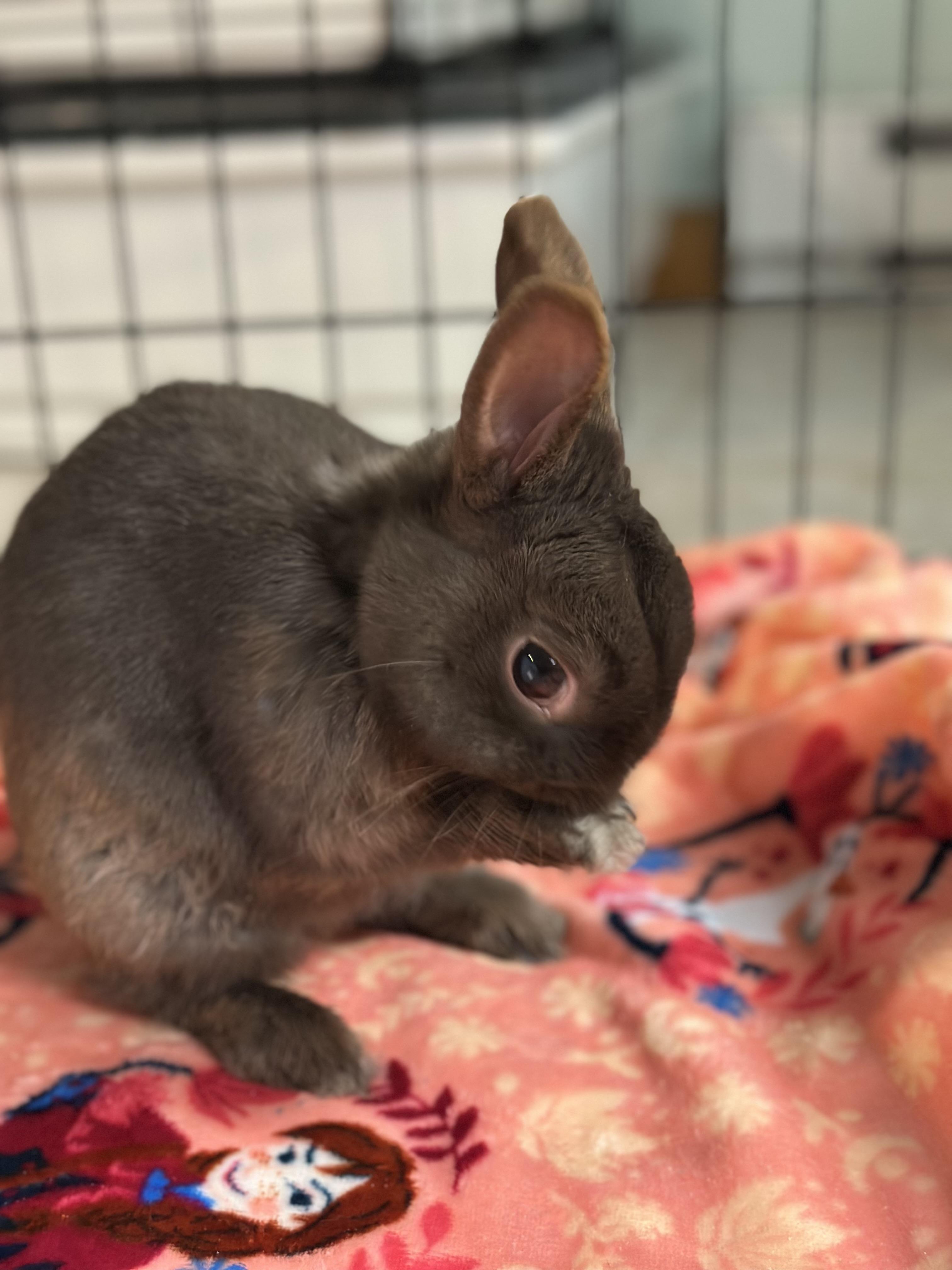 Zurek, a ADOPTABLE Polish in Andover, CT image 4/5