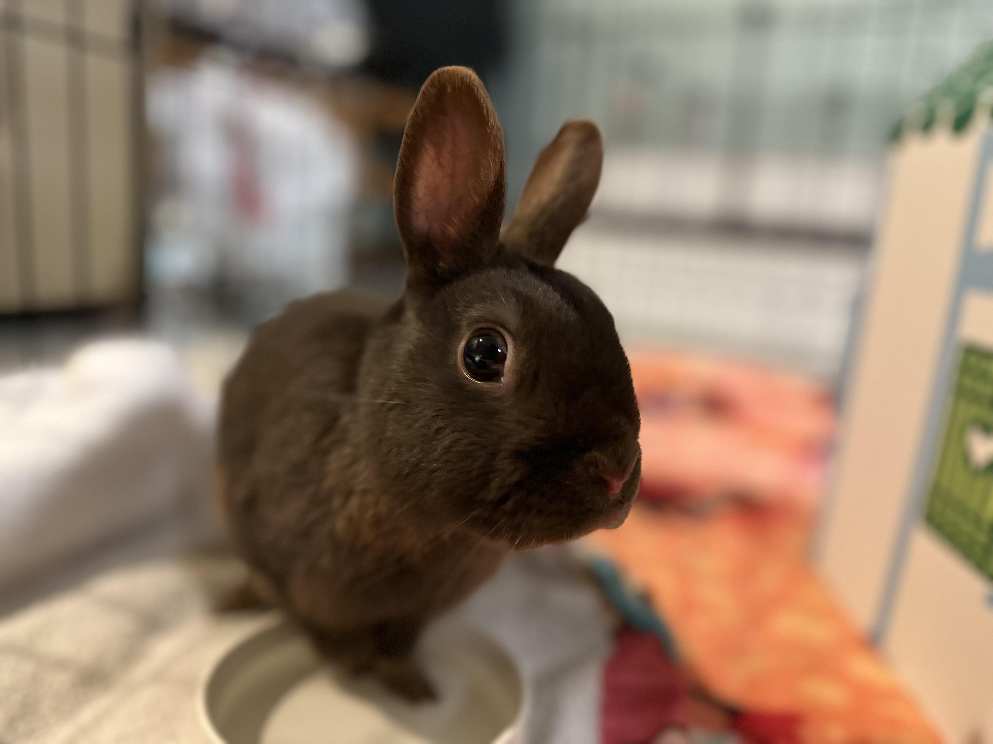 Zurek, a ADOPTABLE Polish in Andover, CT image 3/5