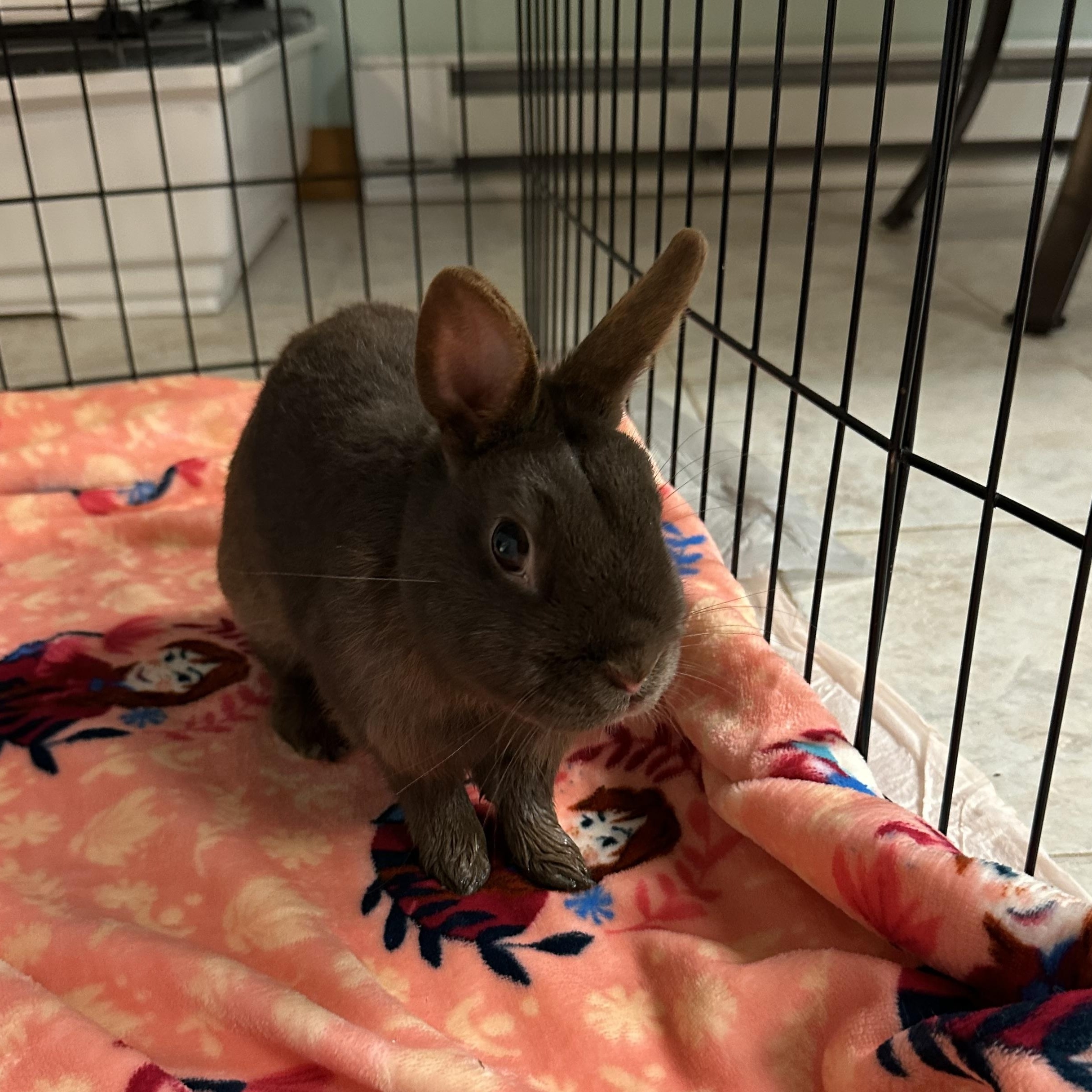 Zurek, a ADOPTABLE Polish in Andover, CT image 5/5