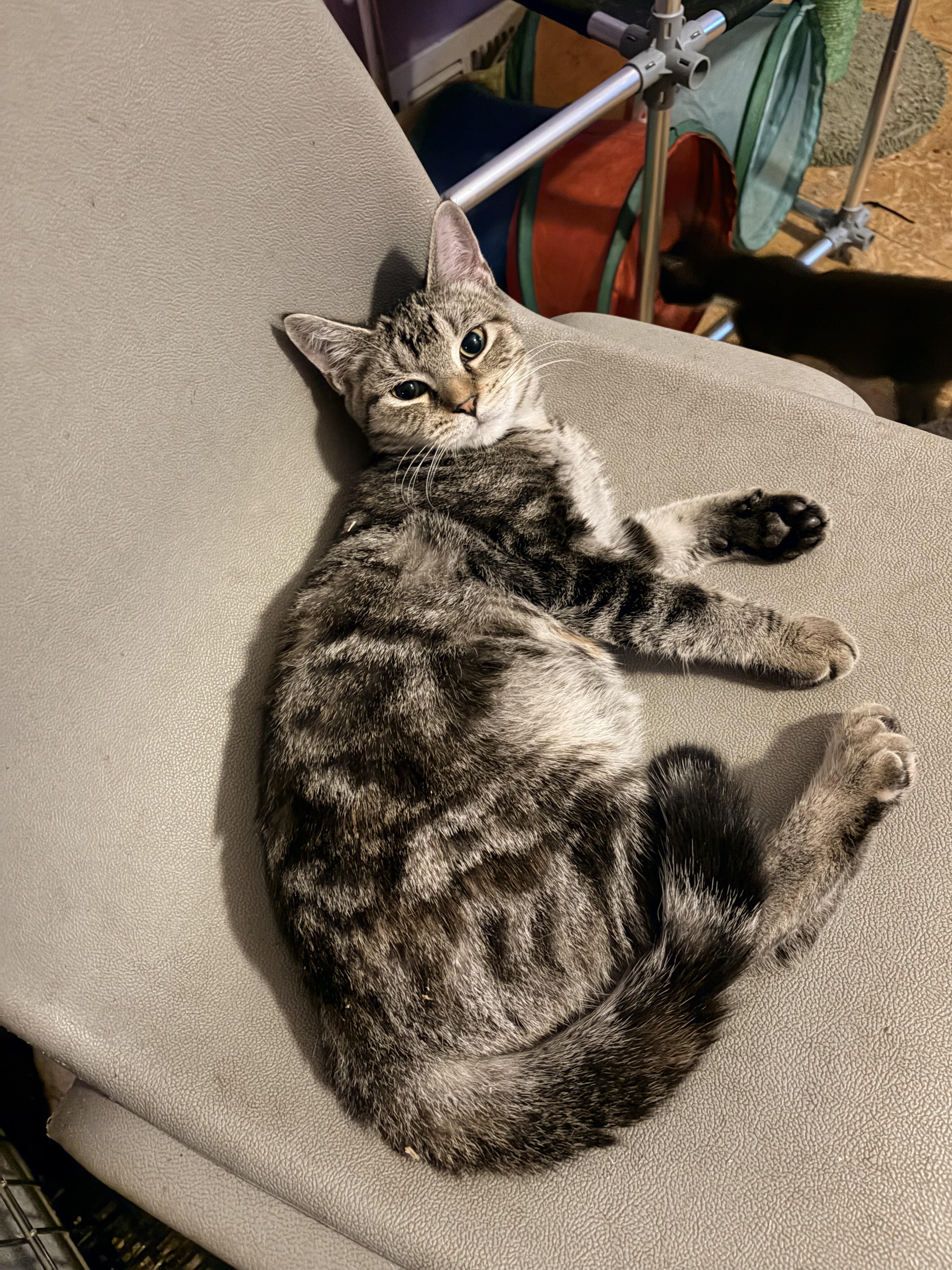 Sable, adoptable, Kitten Female Tabby & Egyptian Mau.