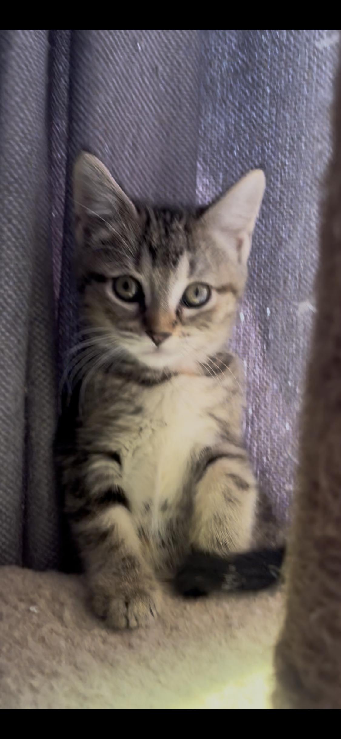 Sable, adoptable, Kitten Female Calico & Egyptian Mau.