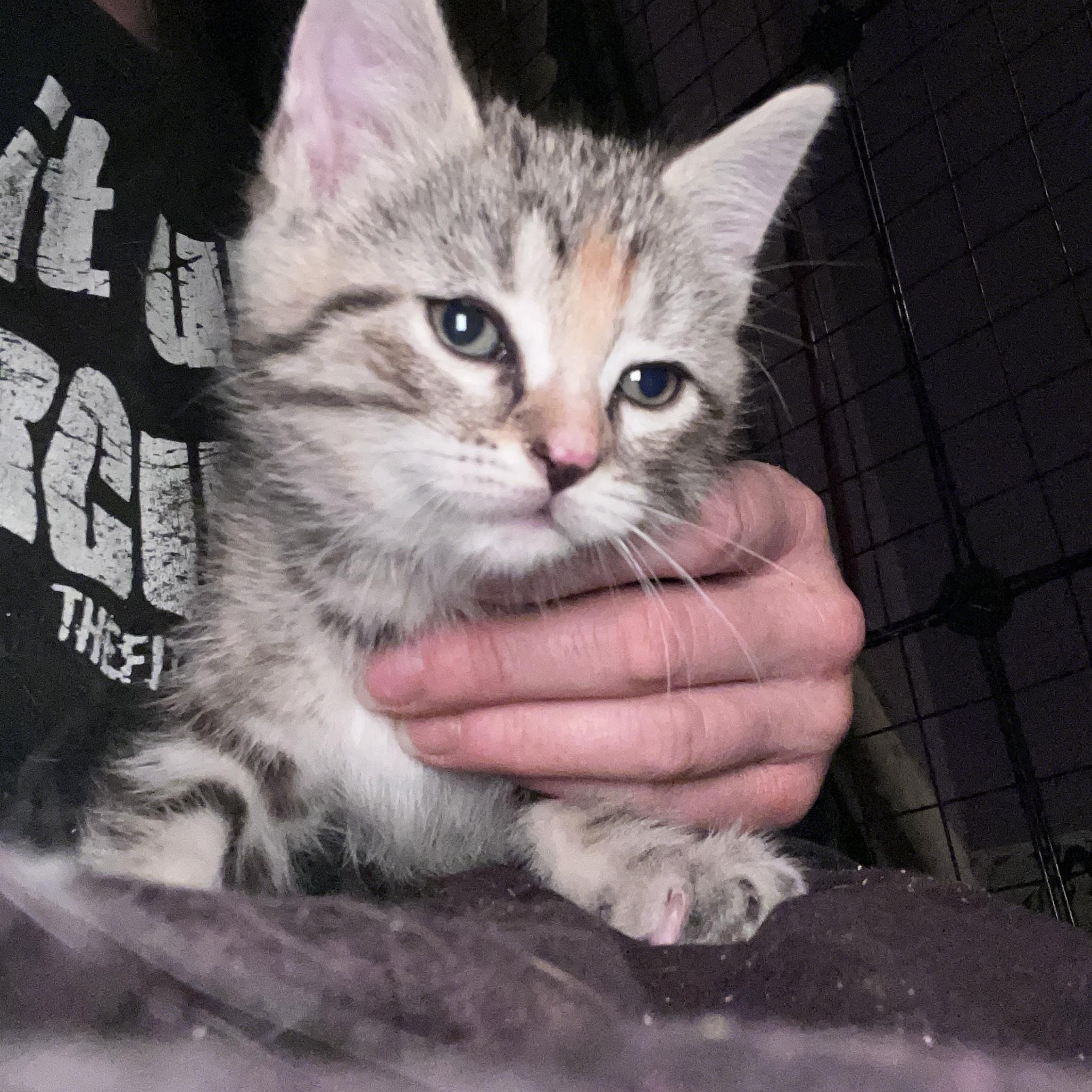 Enlarge Juniper, a ADOPTABLE mixed breed in Newark valley, NY image 1/3