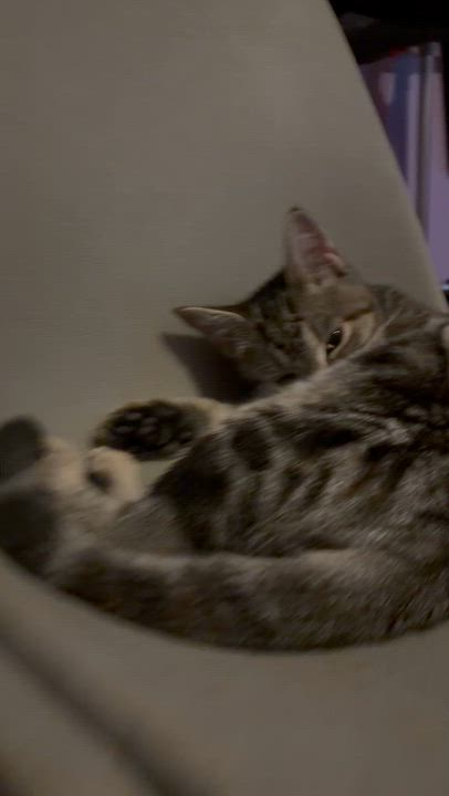 Enlarge Sable, an adoptable mixed breed in Newark valley, NY video 1/5