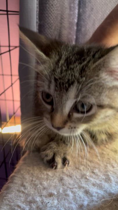 Enlarge Sable, an adoptable mixed breed in Newark valley, NY video 3/5