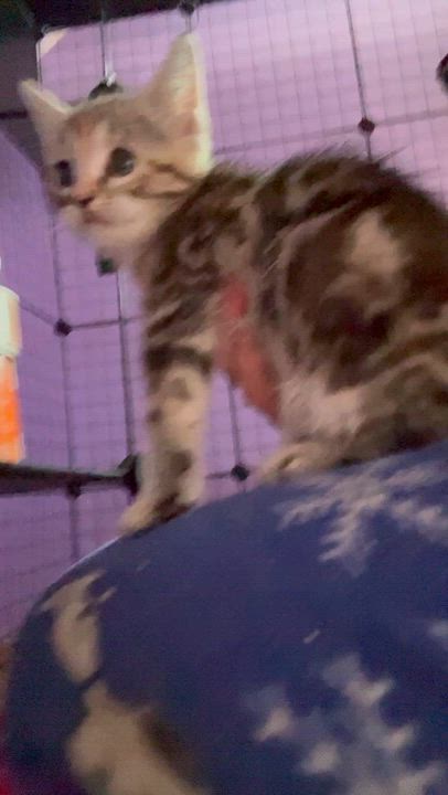 Enlarge Juniper, a ADOPTABLE mixed breed in Newark valley, NY video 2/3
