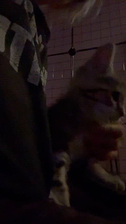 Enlarge Sable, an adoptable mixed breed in Newark valley, NY video 5/5
