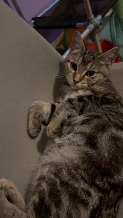 Enlarge Sable, an adoptable mixed breed in Newark valley, NY video 5/5