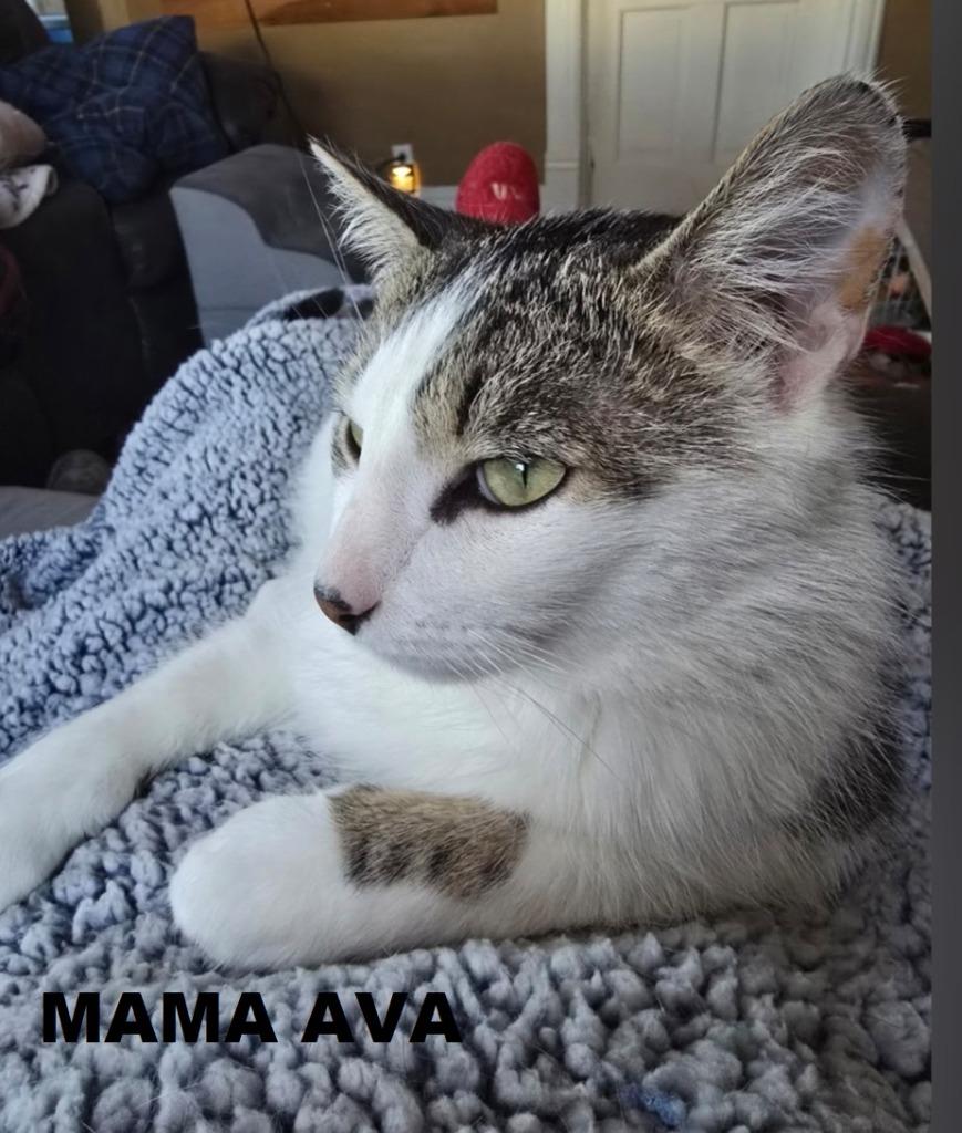 Mama Ava, Adopted, Young Female Domestic Short Hair.