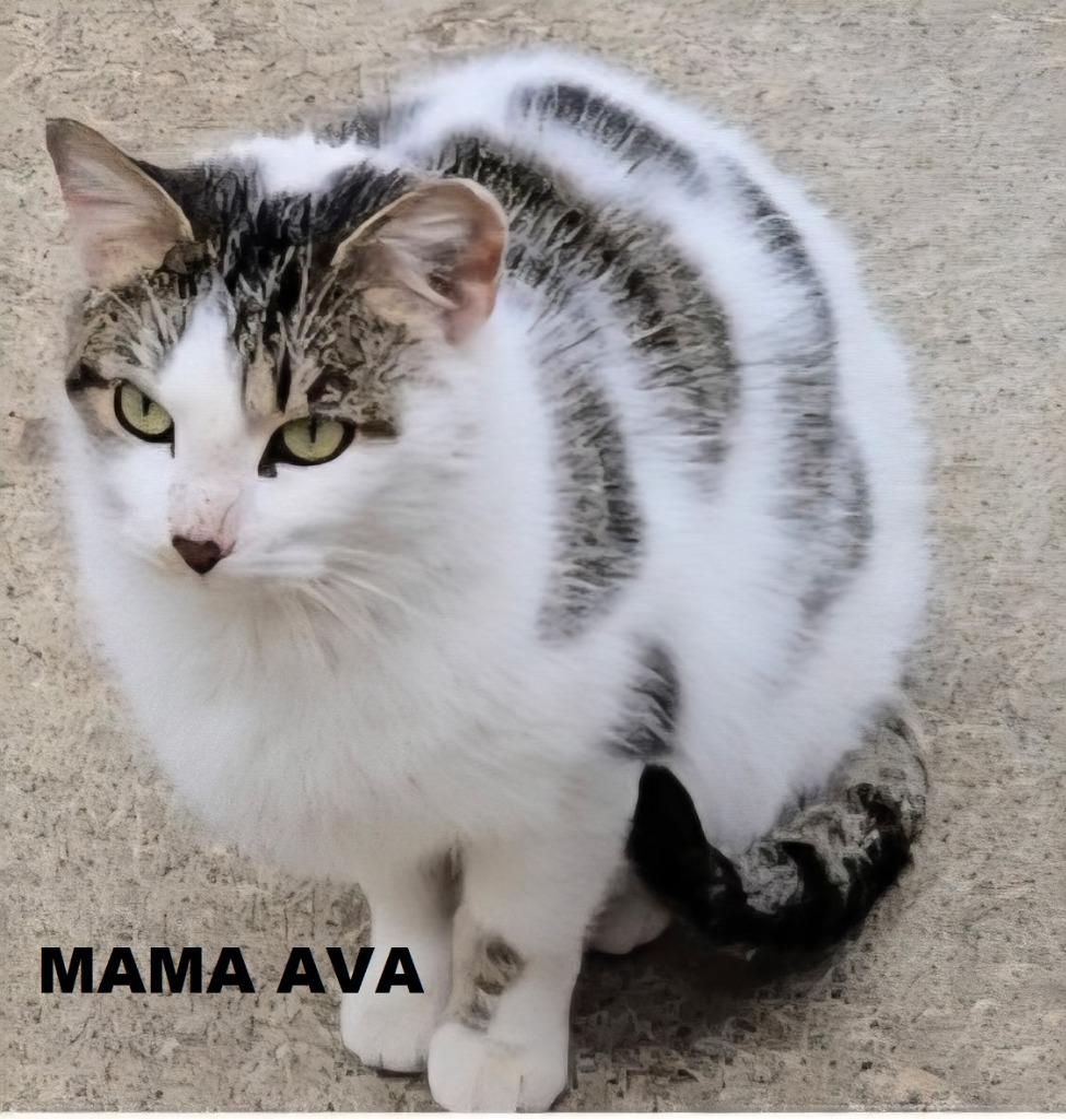 Enlarge Mama Ava, a Adopted mixed breed in Owatonna, MN image 2/2