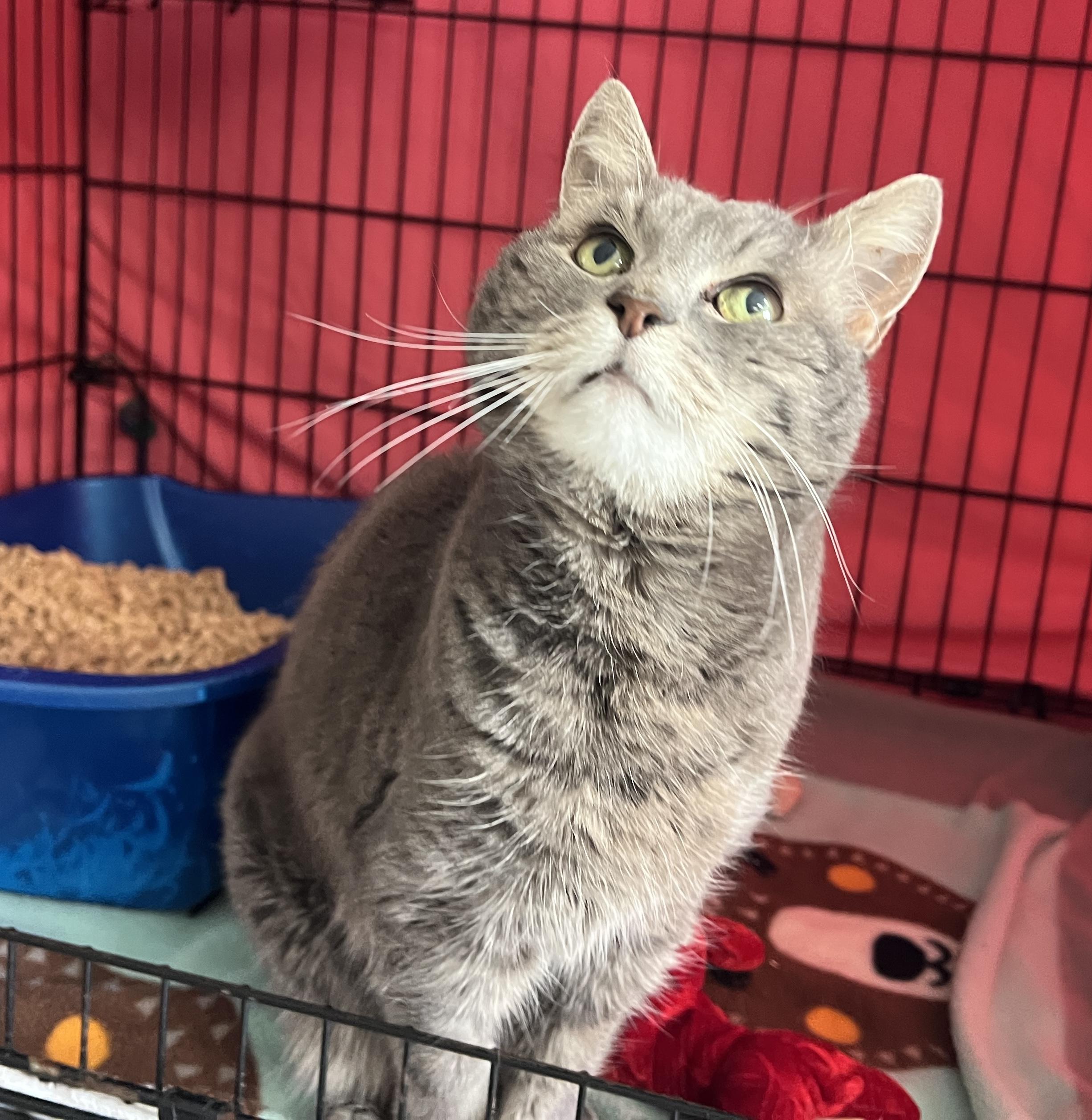 Enlarge Moxie, an adopted Tabby in Palmyra, VA image 5/6