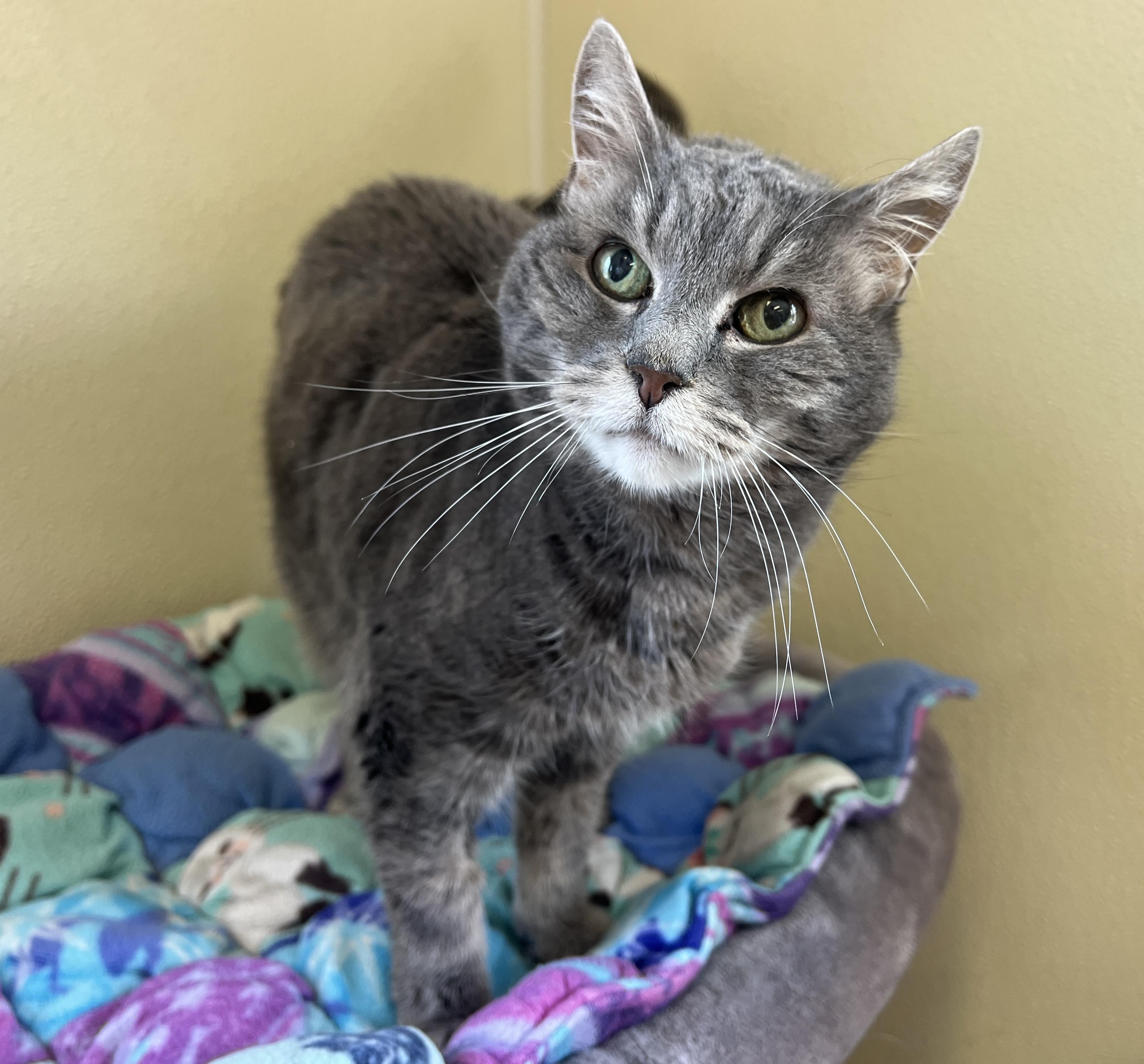 Enlarge Moxie, an adopted Tabby in Palmyra, VA image 1/6