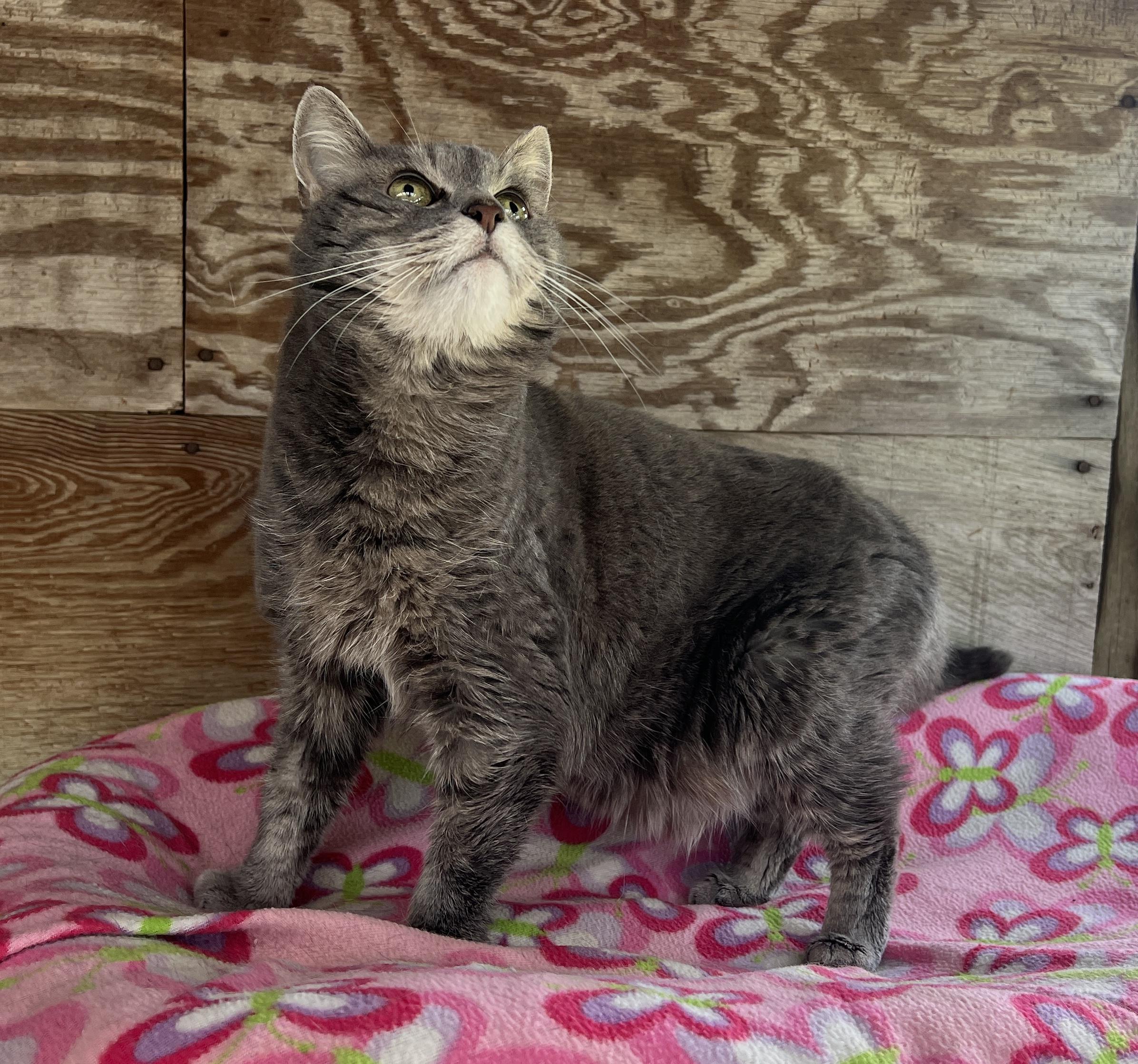 Enlarge Moxie, an adopted Tabby in Palmyra, VA image 2/6