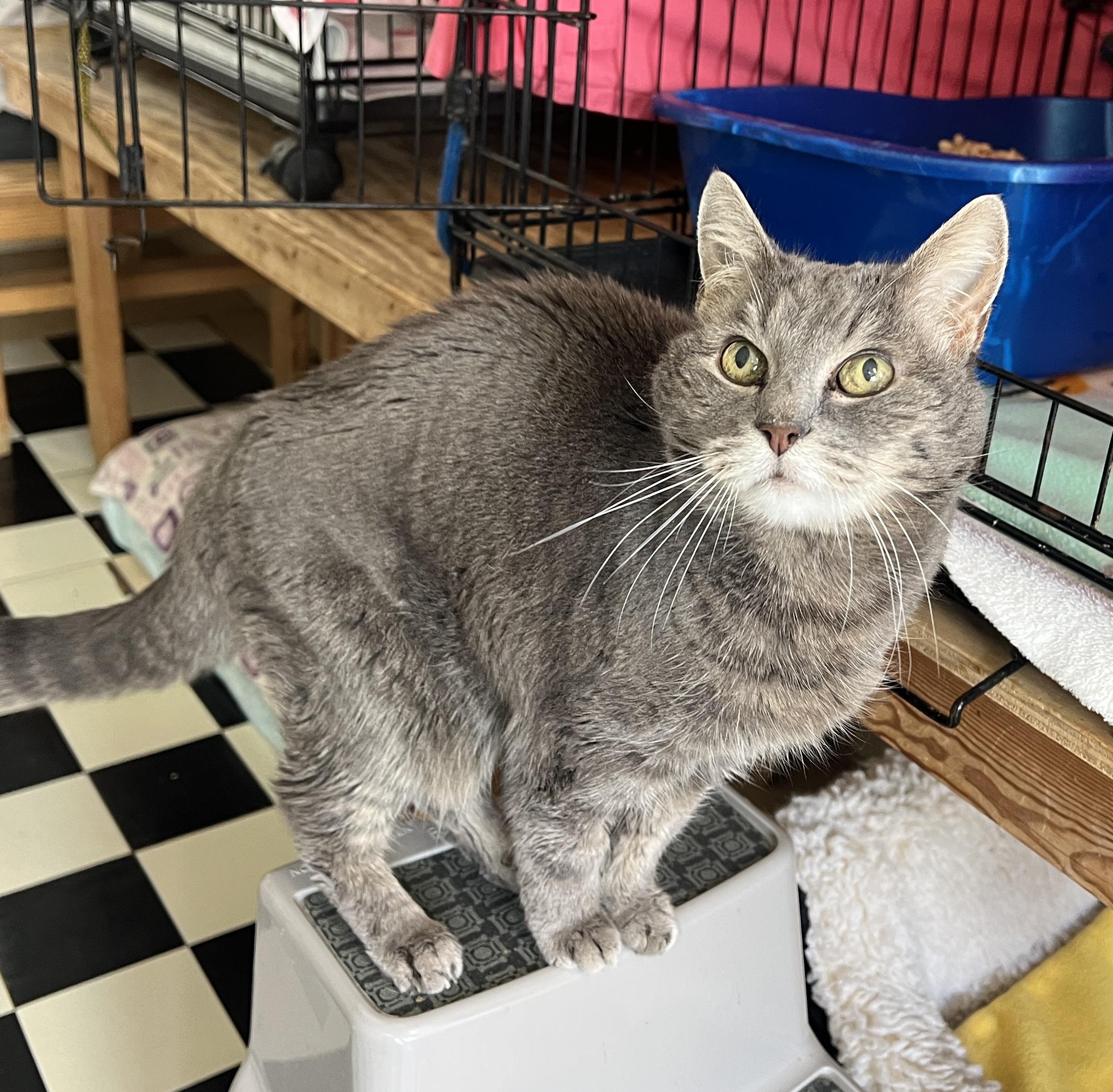 Enlarge Moxie, an adopted Tabby in Palmyra, VA image 6/6