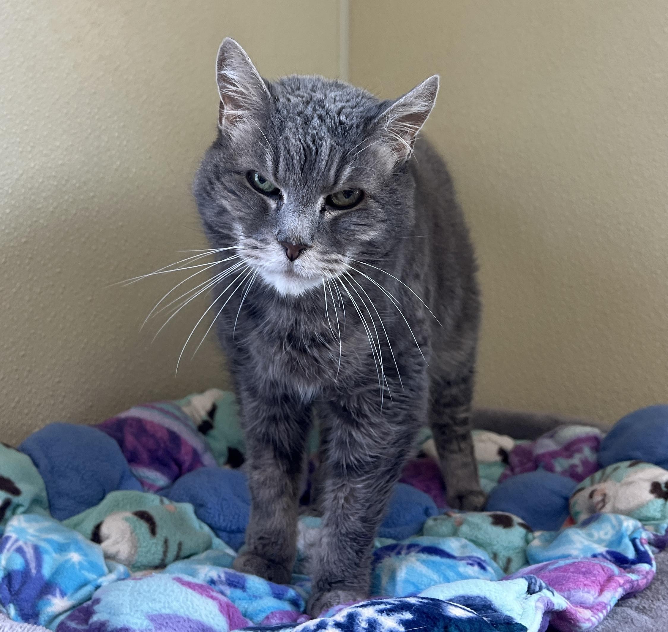 Enlarge Moxie, an adopted Tabby in Palmyra, VA image 4/6