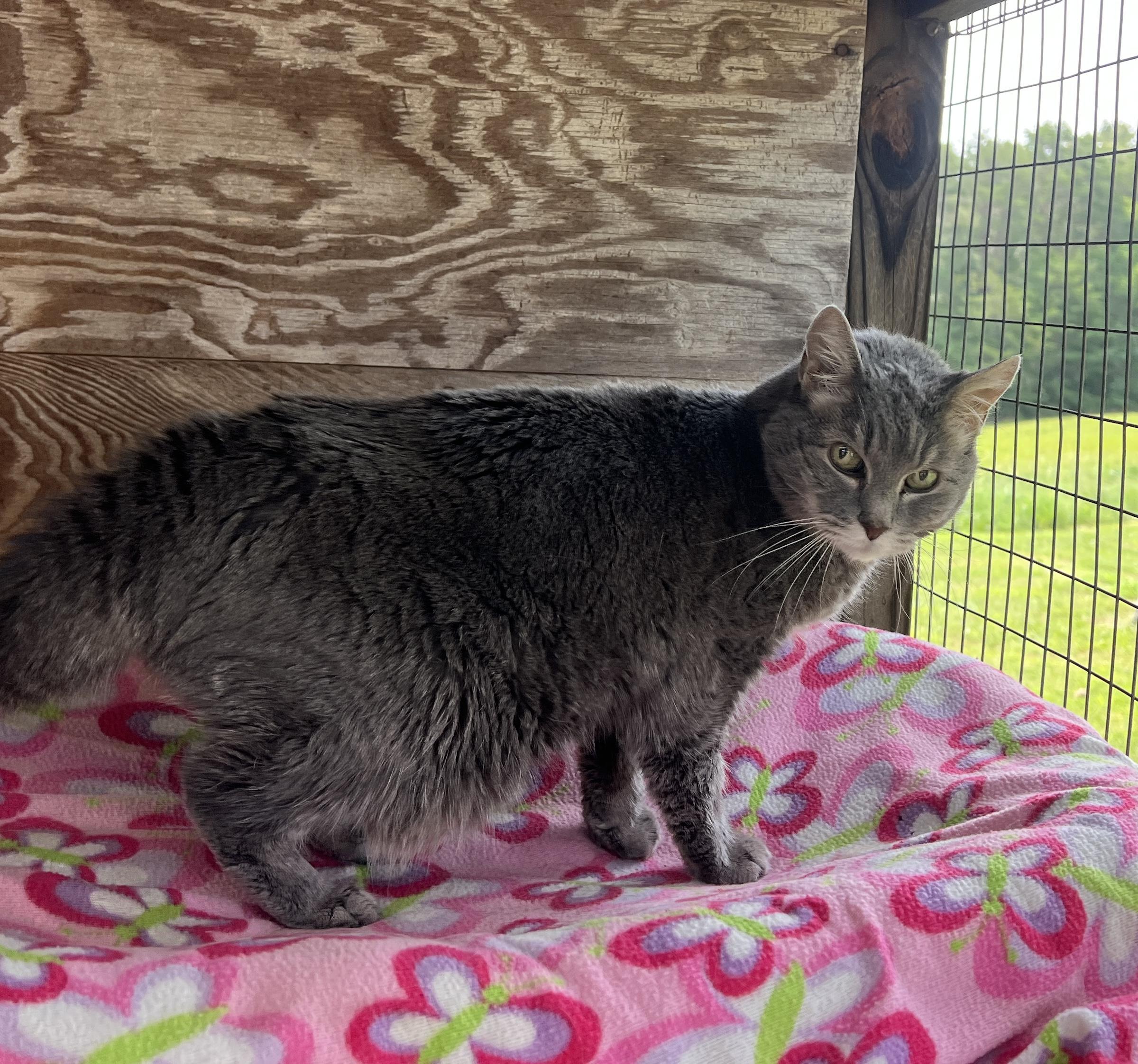 Enlarge Moxie, an adopted Tabby in Palmyra, VA image 3/6