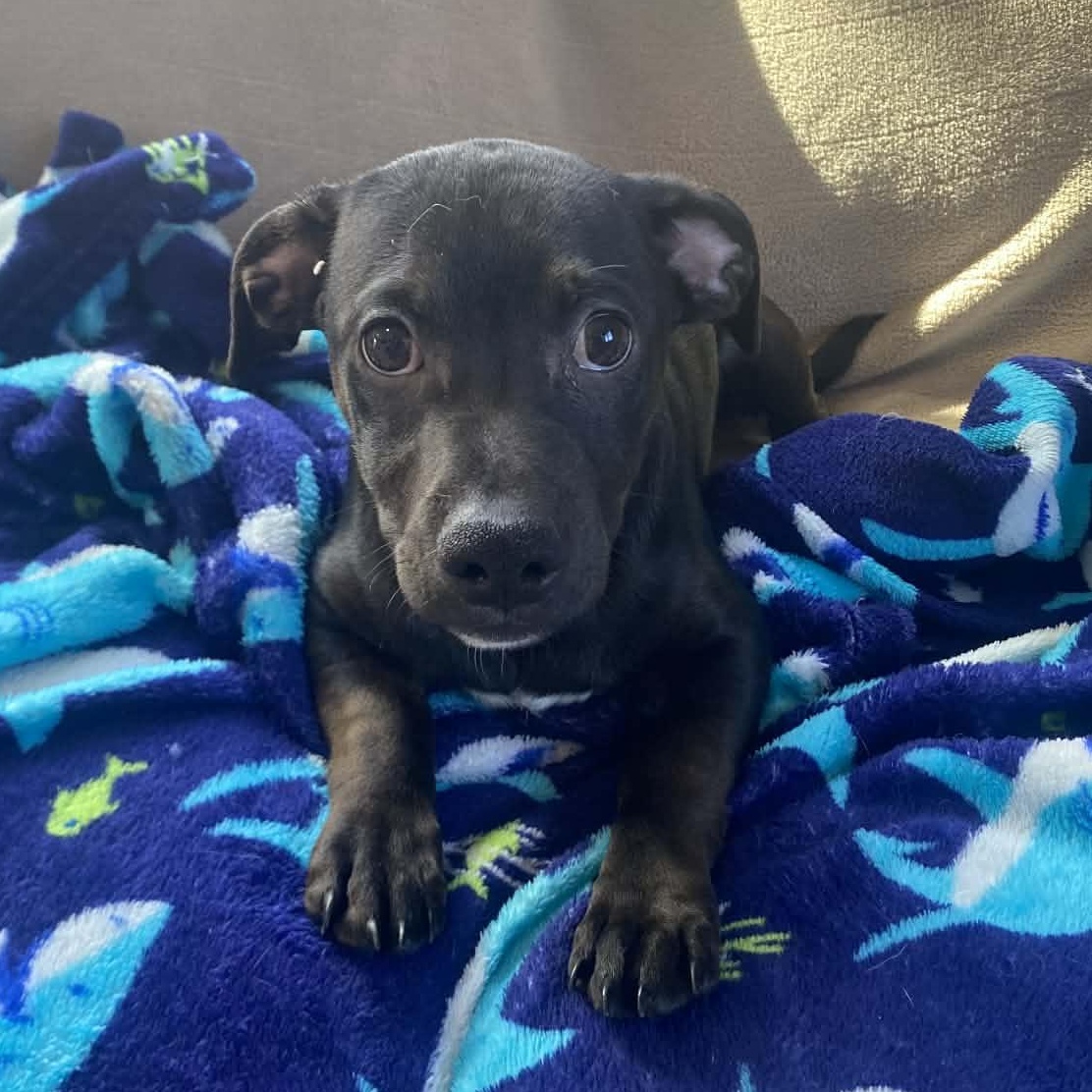 Carl, ADOPTABLE, Puppy Male Chiweenie.