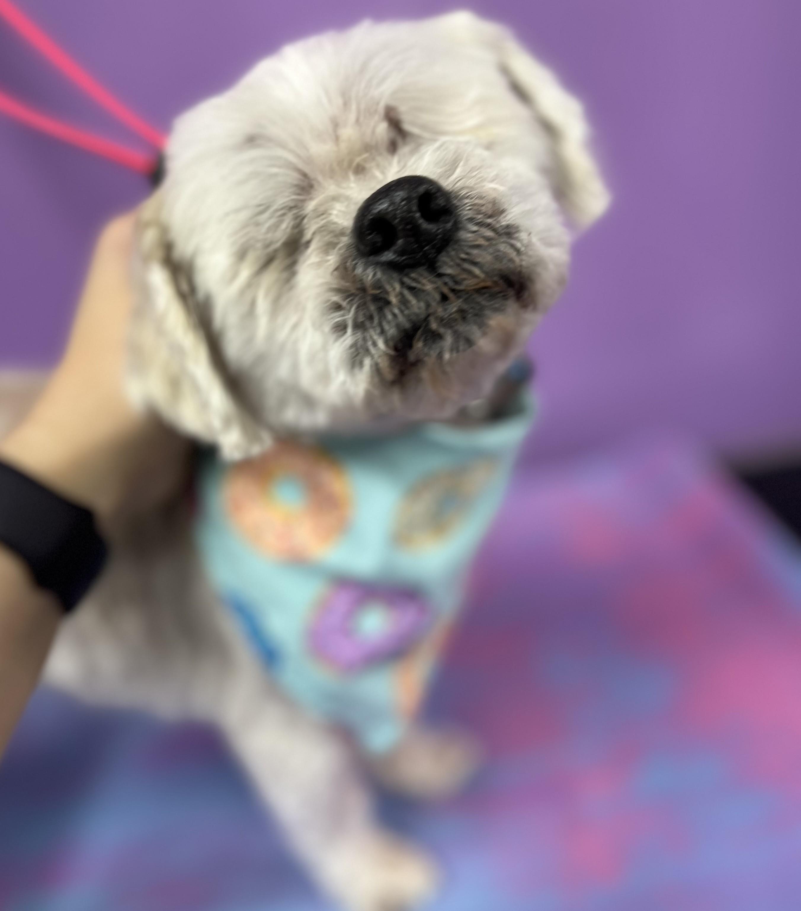 Charlie, Senior Male Brussels Griffon