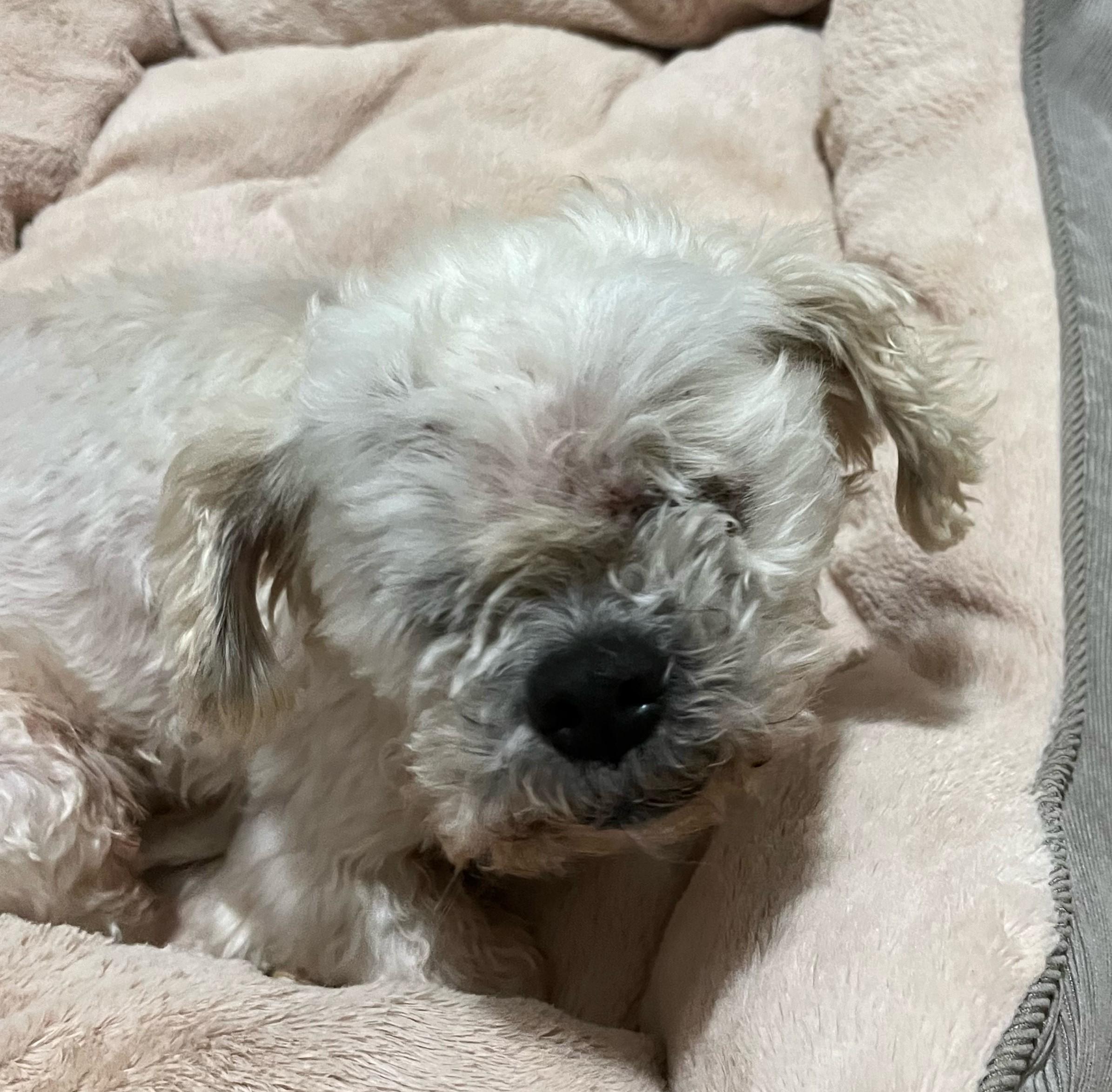 Charlie, a Adoptable mixed breed in Woodstock, GA image 2/4