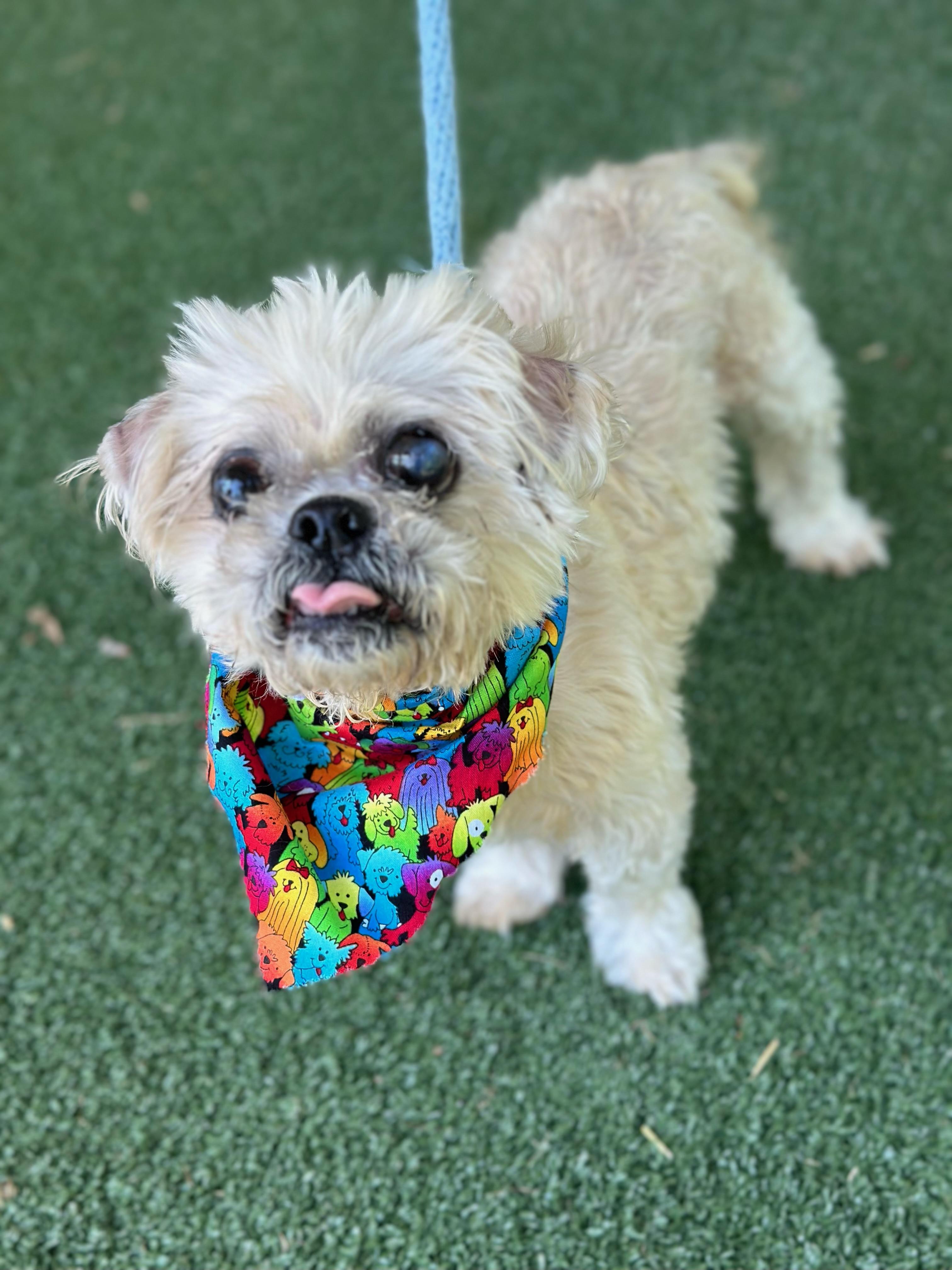 Charlie, a Adoptable mixed breed in Woodstock, GA image 4/4