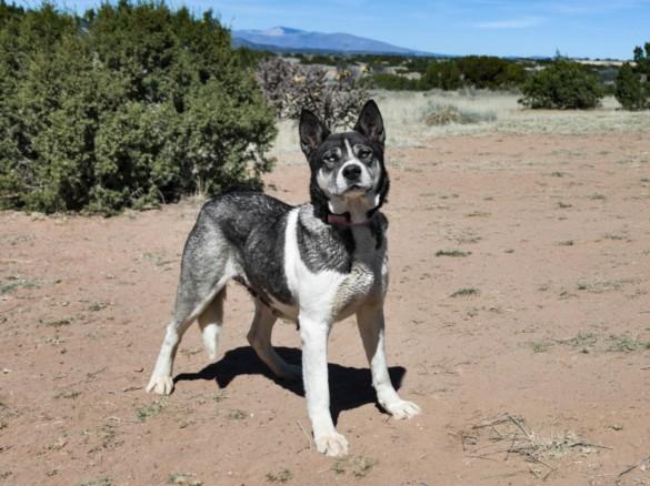 KARLIE, Adoptable, Adult Female Mixed Breed.