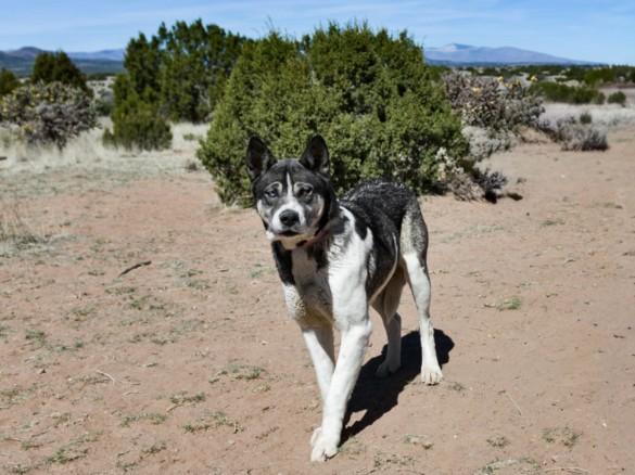 KARLIE, Adoptable, Adult Female Mixed Breed.