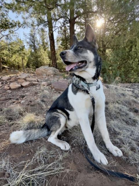 Enlarge KARLIE, a Adoptable Mixed Breed in Santa Fe, NM image 1/1