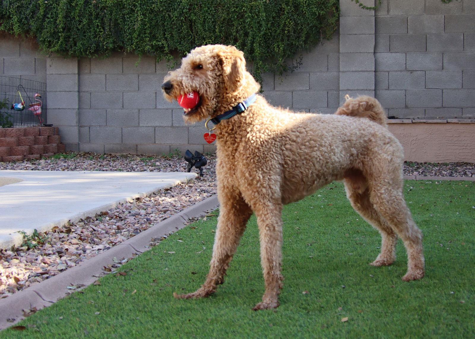 Enlarge Oakley/Obi, a Adopted mixed breed in Glendale, AZ image 1/3