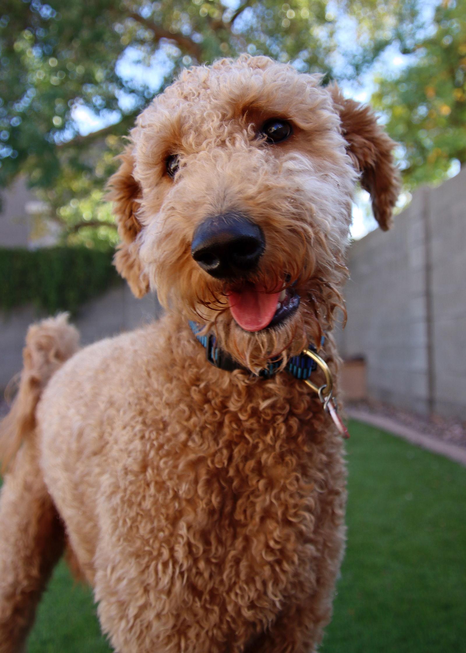 Enlarge Oakley/Obi, a Adopted mixed breed in Glendale, AZ image 3/3
