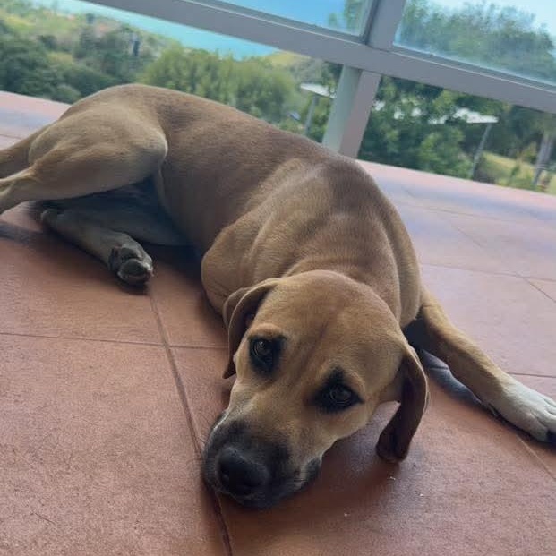 Daisy, adopted, Young Female Labrador Retriever.